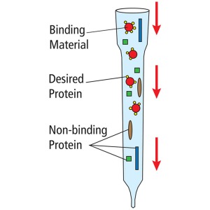 포도당결합 단백질의 친화성 크로마토그래피