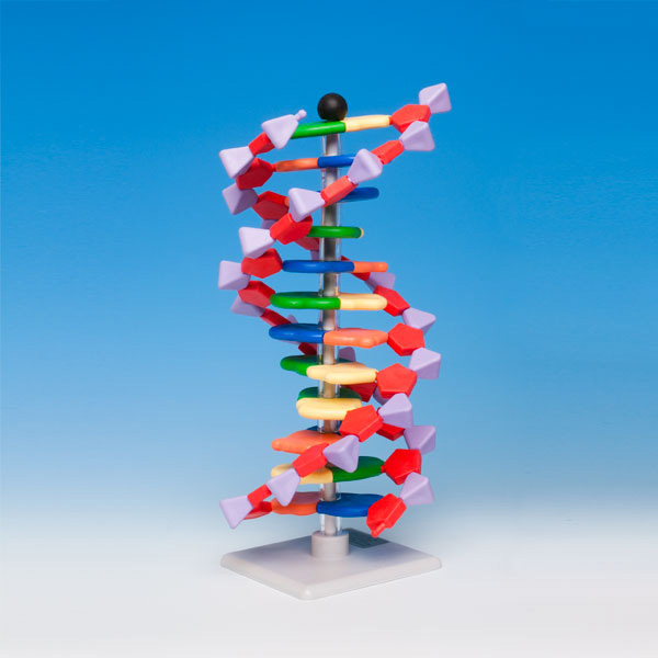 12염기쌍 DNA 분자모형