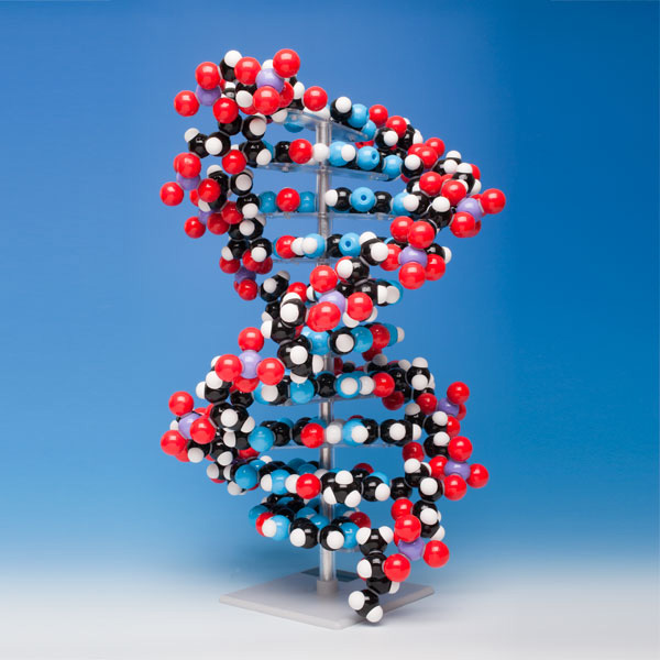 DNA 분자모형/DNA MODEL