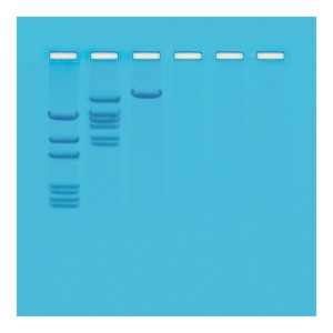 EcoRI 제한효소를 이용한 람다 DNA의 절단