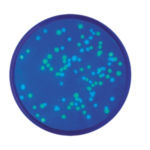 Blue&amp;Green Fluorescent Protein을 이용한 E.coli의 형질전환